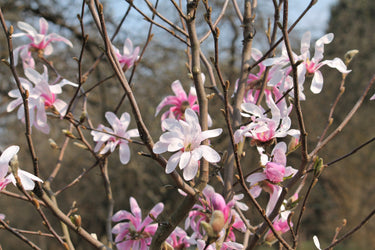 5 LOEBNER MAGNOLIA Loebneri TREE Shrub Seeds - Cross of M Stellata & Kobus - Fragrant Pink White Huge 3 - 5